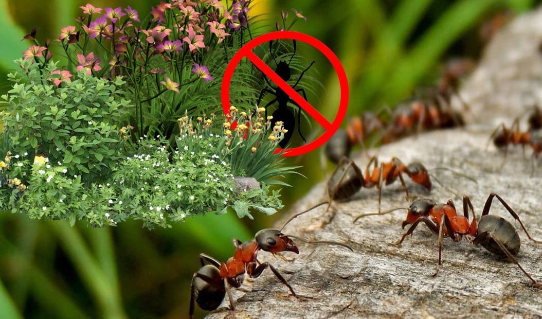 Хитроумная ловушка для муравьев