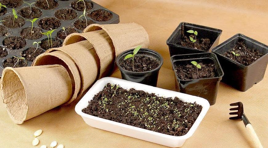 Как выращивать семена в домашних условиях?