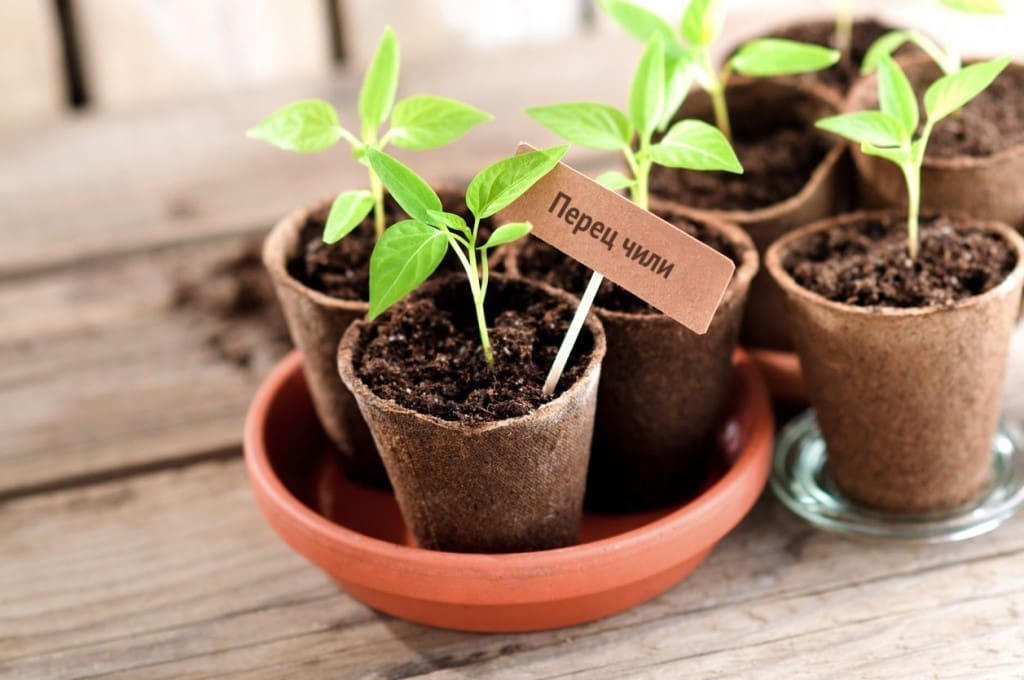 Как выращивать семена в домашних условиях?
