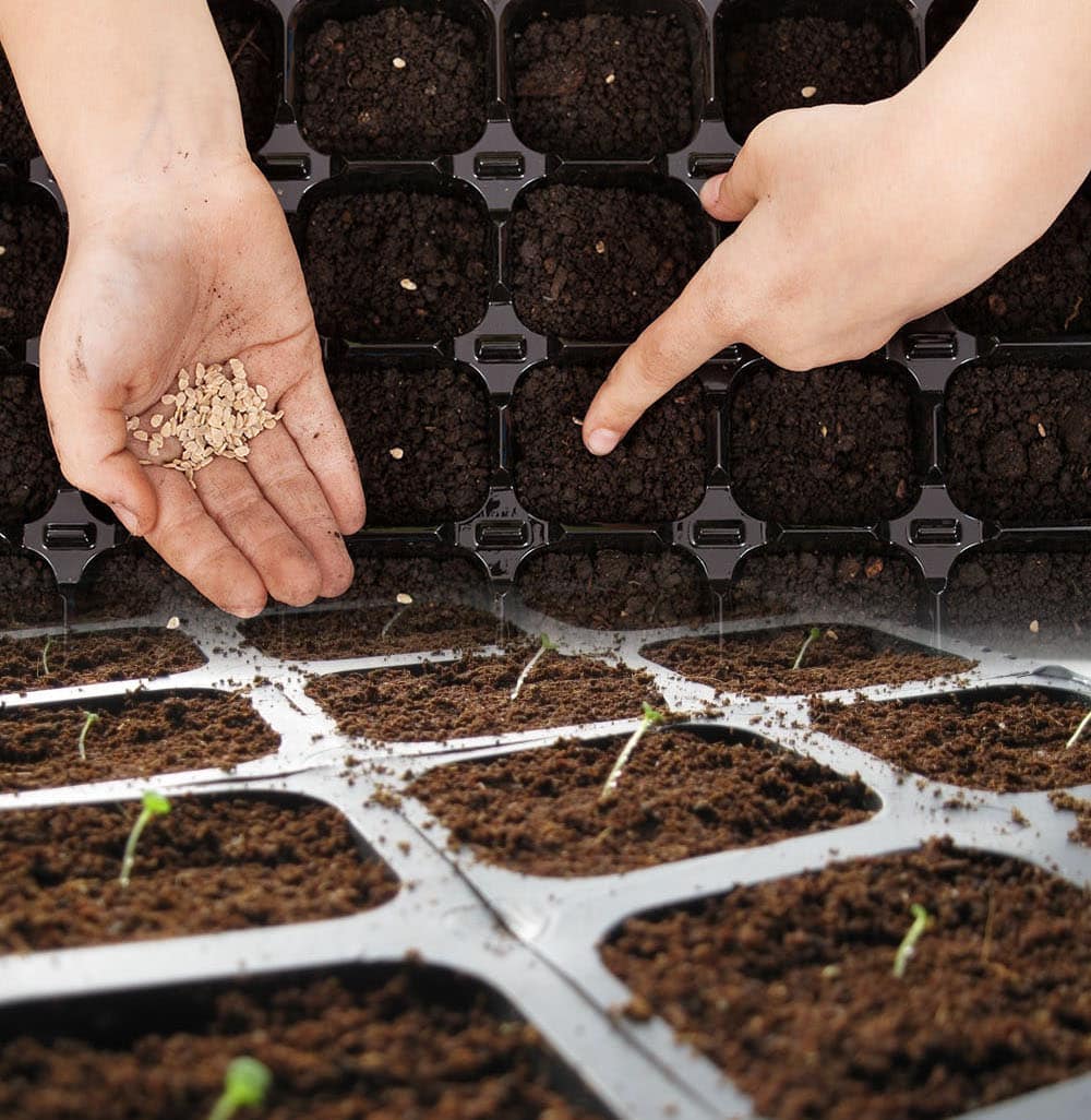 Разведение и выращивание рассады из семян в домашних условиях требует наличие определенных знаний и навыков