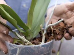 Чем болеют орхидеи Фаленопсис: опасные вредители и меры борьбы с ними