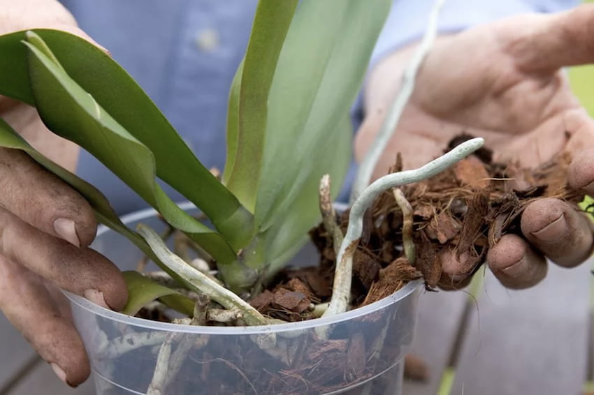 Некоторые бактериальные болезни орхидеи могут возникнуть из-за поражения корневой системы цветка