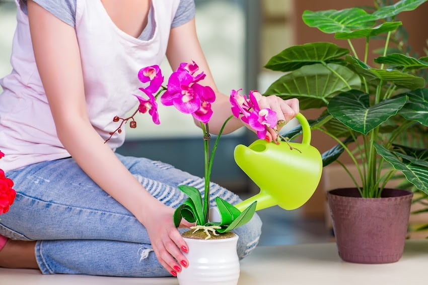 Своевременный полив – залог правильного роста и пышного цветения орхидеи