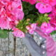 Пеларгония (Герань): почему этот прекрасный цветок столь любим многими