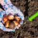 Когда сажать тюльпаны: сорта, правила посадки, секреты выращивания
