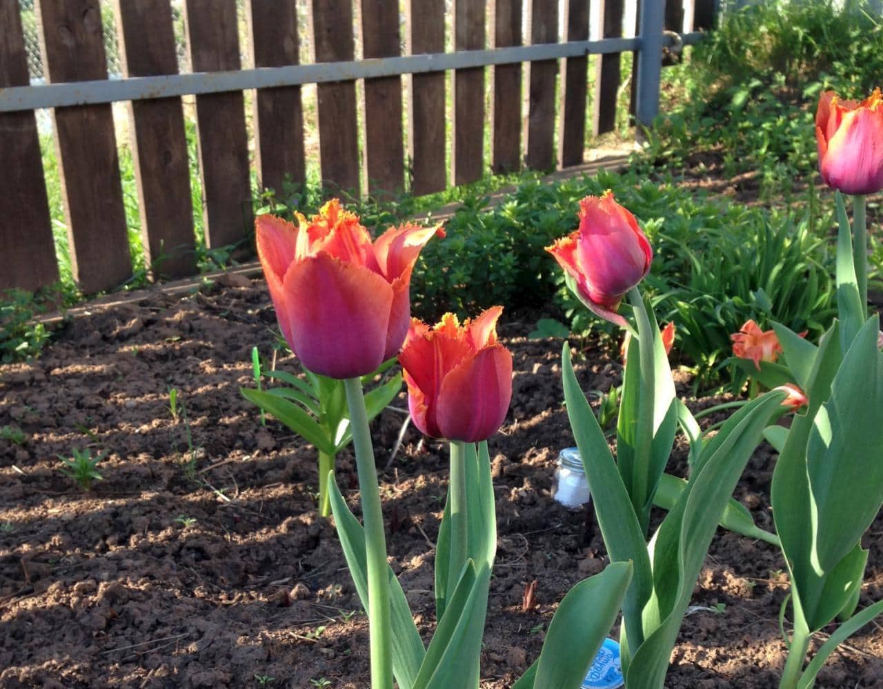 Тюльпаны в саду
