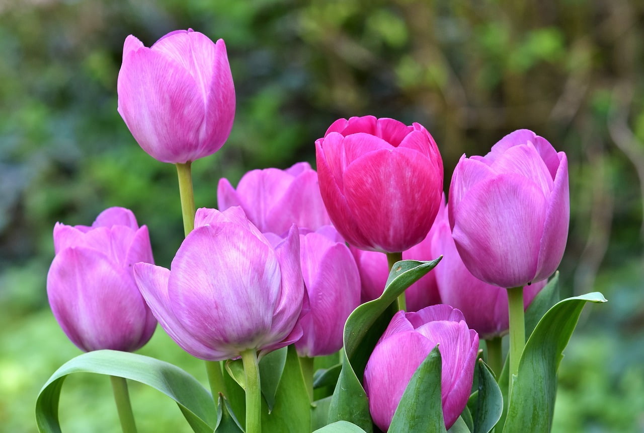 Тюльпаны смело можно назвать одними из самых красивых многолетних растений