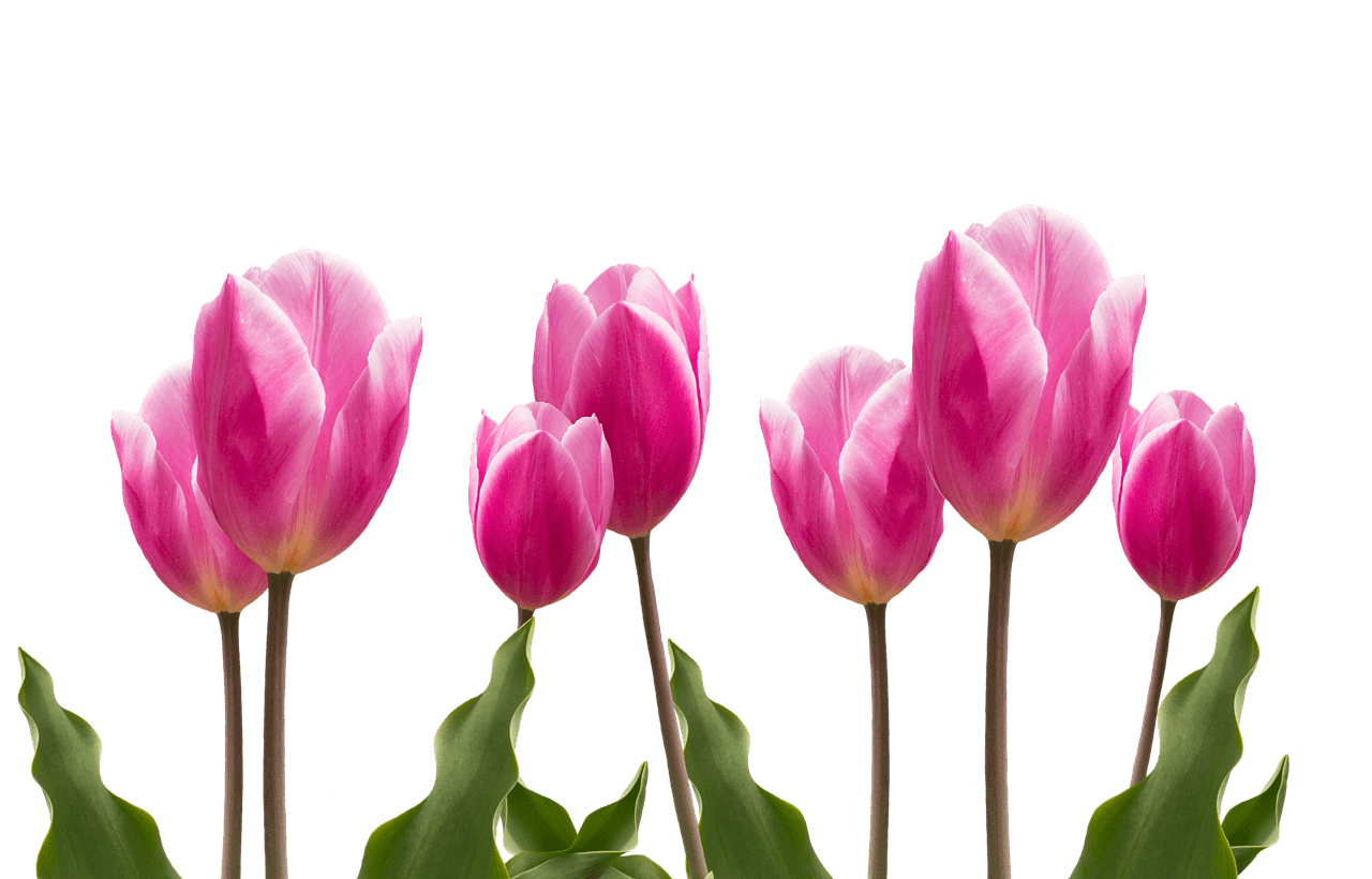 розовые тюльпаны картинка