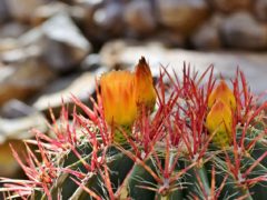 Астрофитум – маленький шаровидный кактус с красивым цветком на макушке