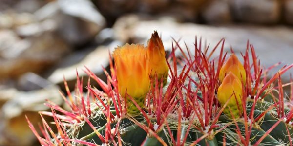Астрофитум – маленький шаровидный кактус с красивым цветком на макушке