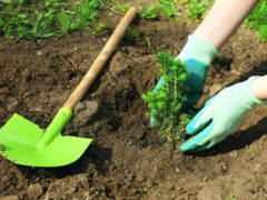 Хвойные деревья и кустарники – советы по дизайну садового участка для начинающих