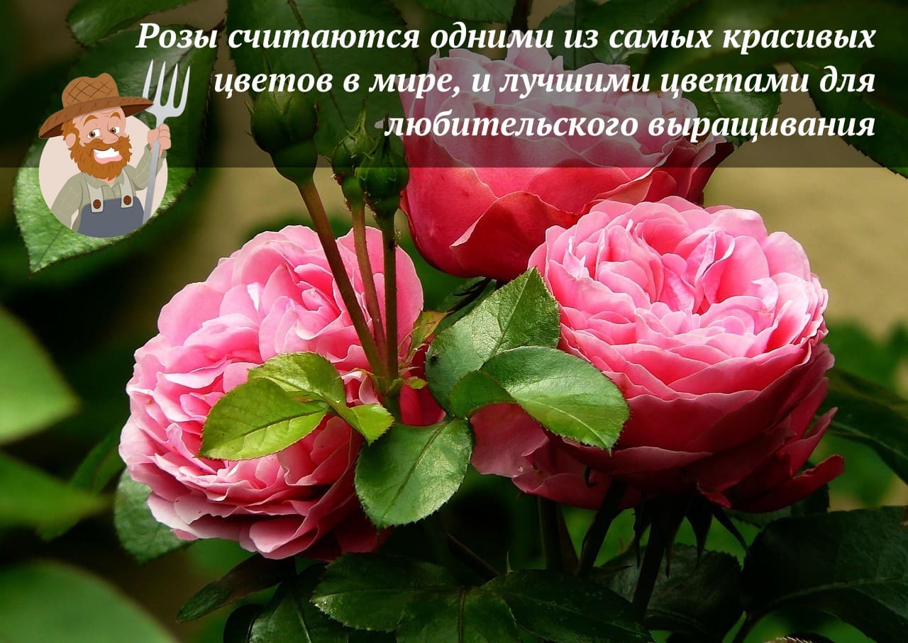 Как правильно посадить розы в открытый грунт весной | В цветнике (aikimaster.ru)
