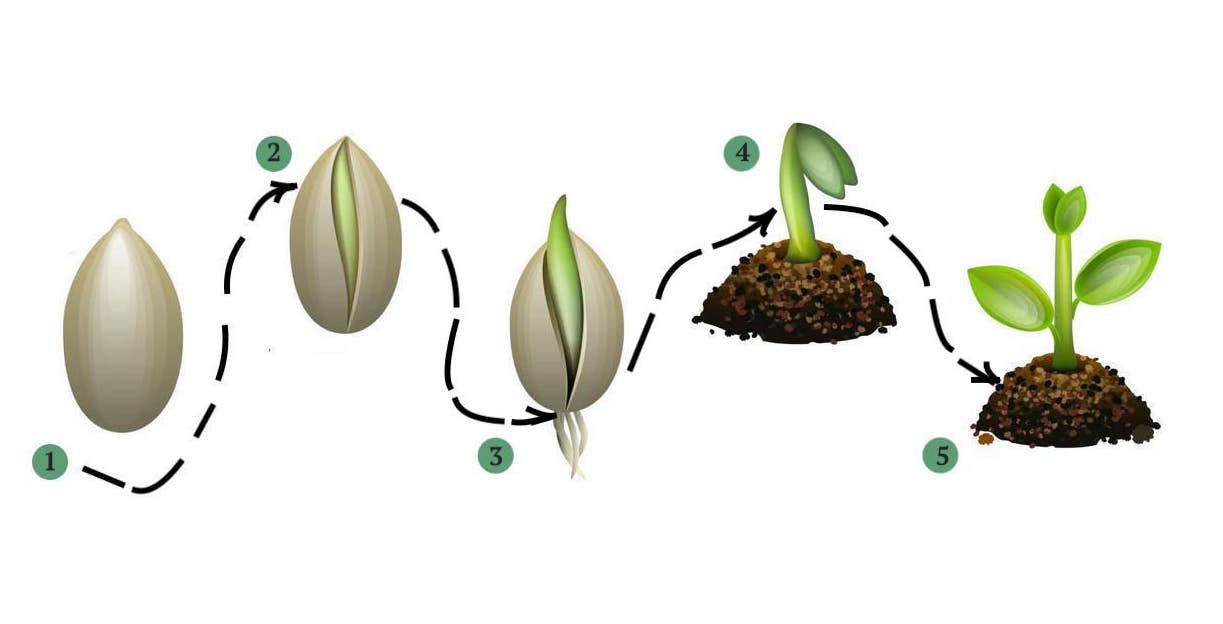 Какой стороной сажать семена. Семечко растет. Семена растут. Семечко растения произрастающее. Как растет семя.