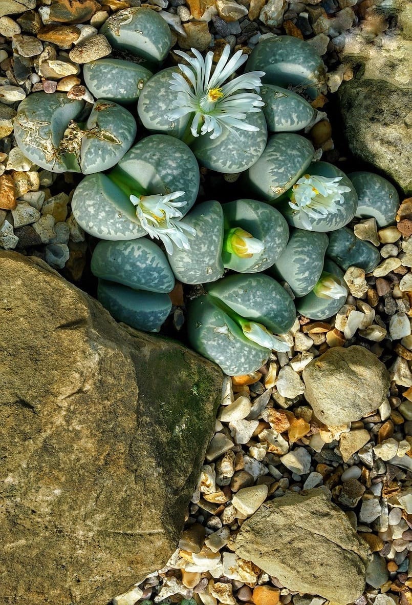Выращивание живых камней. Литопсы. Растения камни литопсы. Цветущие камни литопсы. Литопс Джезин.