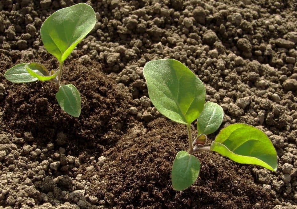 Своевременная подкормка рассады баклажанов – основа правильного развития растения