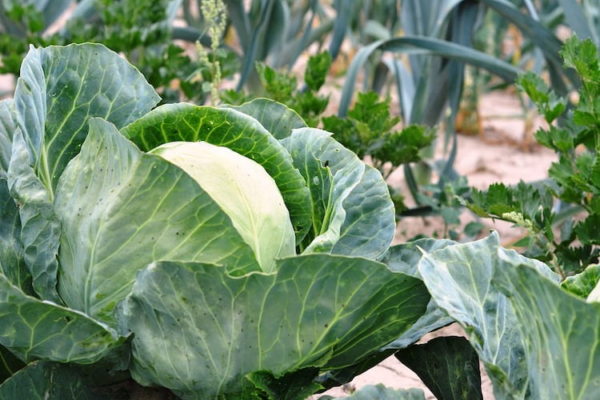 Секреты выращивания рассады белокочанной капусты