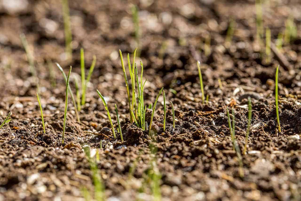 Первые всходы газонной травы появляются на поверхности земли через 8-10 дней после посадки