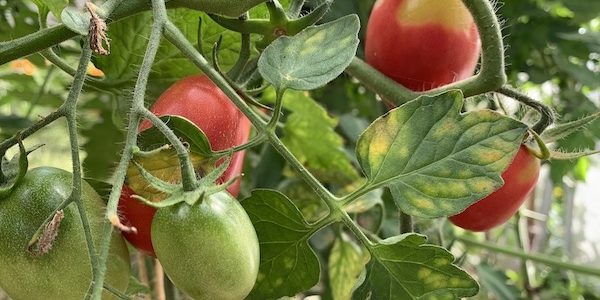 Как часто нужно поливать и чем подкармливать помидоры чтобы получить хороший урожай