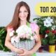 20 лучших натуральных удобрений для комнатных цветов и растений
