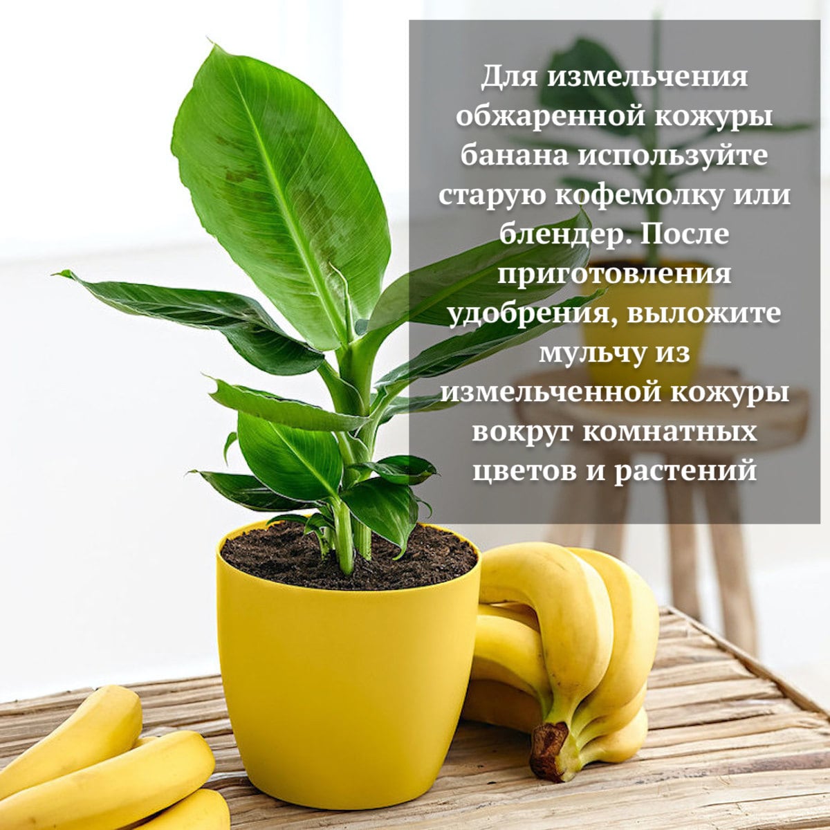 Как видите, банан полезен не только для человека, но и для растений