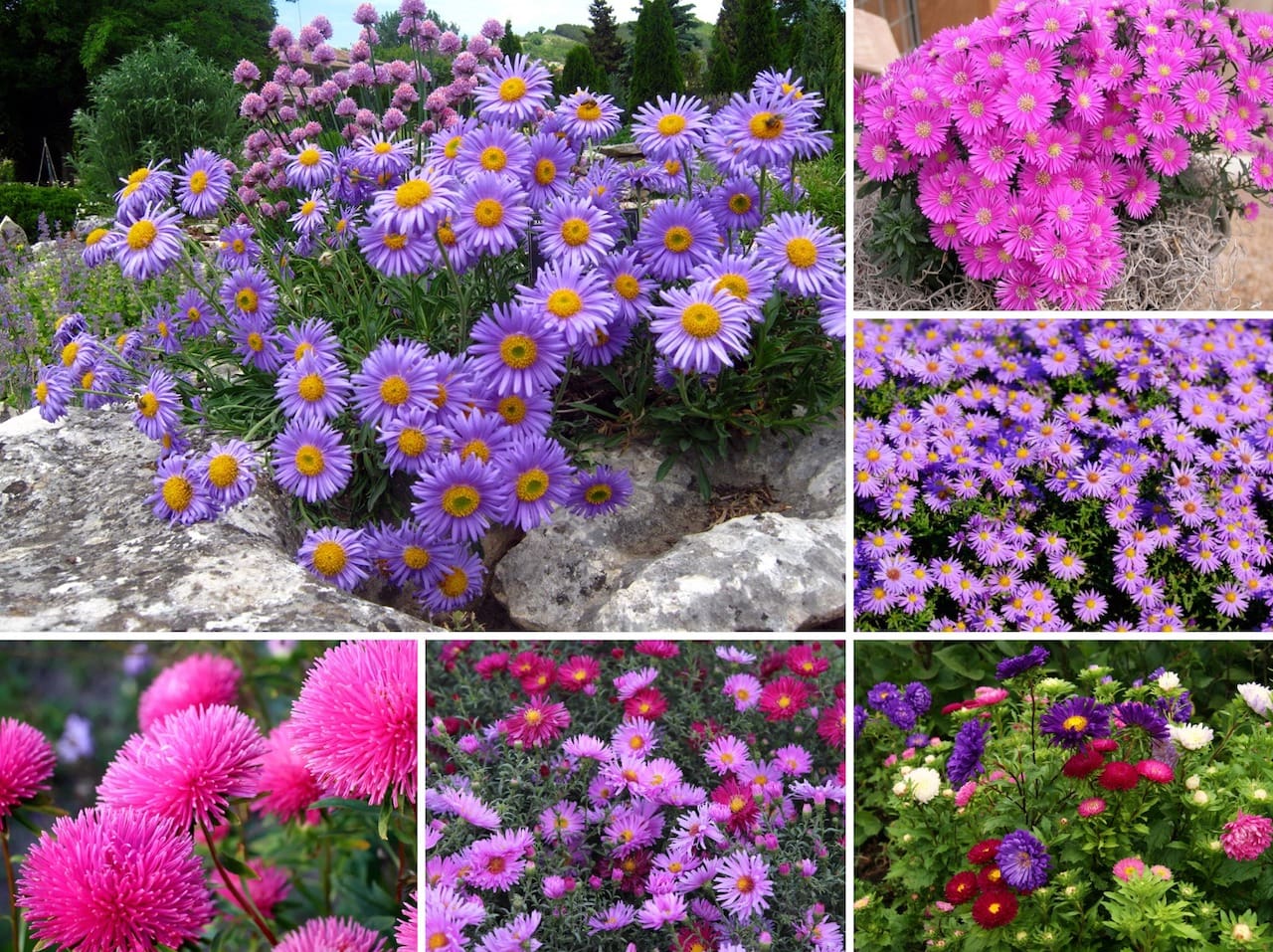 Цветы садовые многолетние фото и названия цветущие