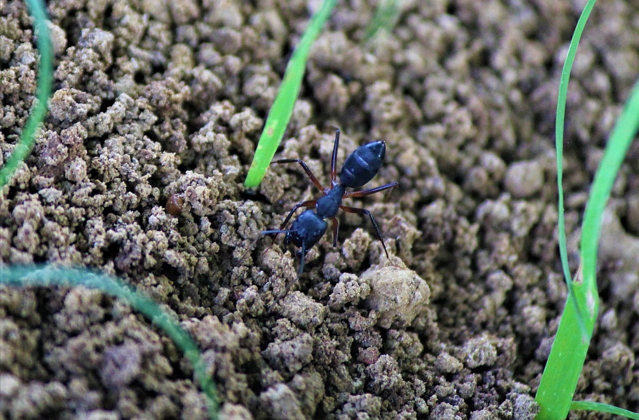 Садовые муравьи способствуют распространению тли по всему участку