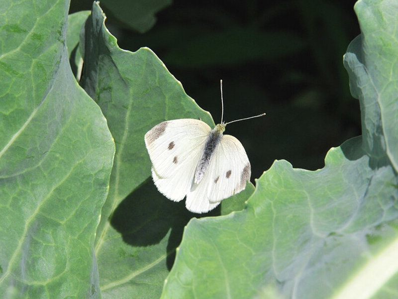 Бабочка белянка вредители капусты