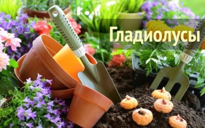 Гладиолус – особенности выращивания, хранение луковиц, посадка и уход