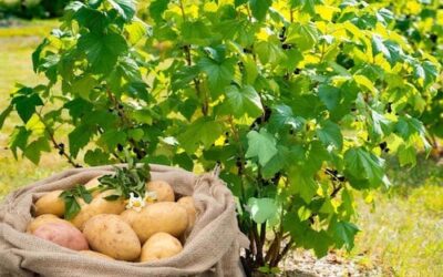 Картофельные очистки – лучшее удобрение для подкормки смородины